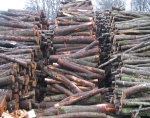 Palivové dřevo - kulatina